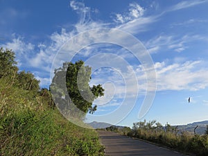 Eucalyptus and whispy clouds