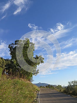 Eucalyptus and whispy clouds