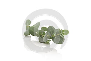 Eucalyptus on white background