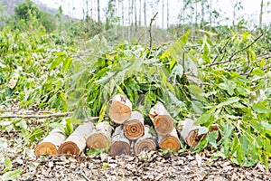 Eucalyptus wood