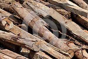 Eucalyptus wood used to support labours and material in the construction.