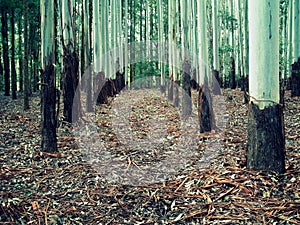 Eucalyptus woods photo