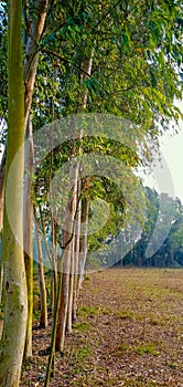 EucalyptusTrees line in the village.