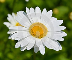 Eucanthemum vulgare, ox-eye daisy or oxeye daisy