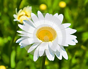 Eucanthemum vulgare, ox-eye daisy or oxeye daisy