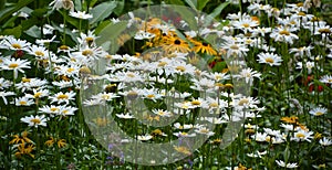 Eucanthemum vulgare, ox-eye daisy or oxeye daisy