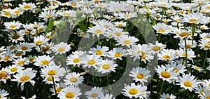 Eucanthemum vulgare, ox-eye daisy or oxeye daisy