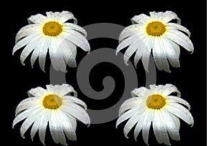 Eucanthemum vulgare, ox-eye daisy or oxeye daisy