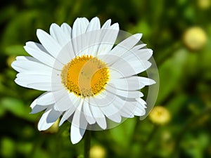 Eucanthemum vulgare, ox-eye daisy or oxeye daisy is a widespread flowering plant native to Europe