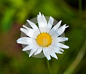 Eucanthemum vulgare, ox-eye daisy or oxeye daisy is a widespread flowering plant native to Europe