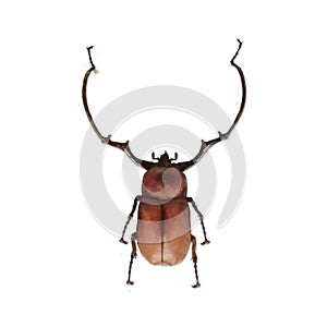 Euceirus longimanus beetle isolate on white background.