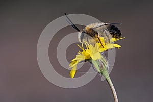 Eucera is a genus of bees in the family Apidae subfamily Apinae. photo