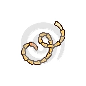 Eucestoda Tapeworm vector concept colored modern icon