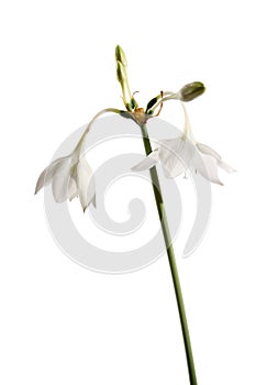 Eucharis flower on the white background