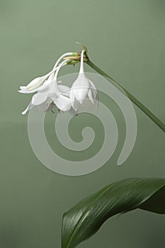 Eucharis grandiflora