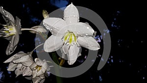 Eucharis grandiflora Amazon Lily flower