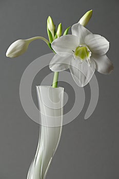 Eucharis lily