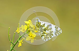 Euchloe ausonia , The eastern dappled white butterfly