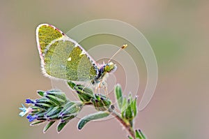 The Euchloe transcaspica butterfly on flower , butterflies of Iran