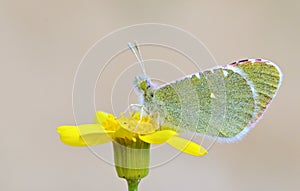 The Euchloe transcaspica butterfly on yellow flower , butterflies of Iran