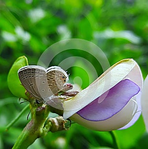 Euchrysops cnejus in flower