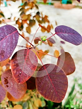 a euclyptus little plant with red leaves