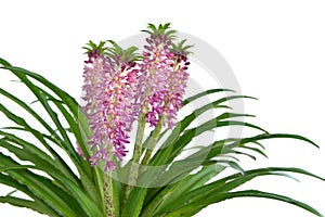 Eucomis 'Aloha Lily Leia'