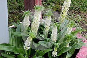 Eucomis autumnalis, Autumn pineapple flower