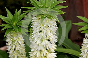 Eucomis autumnalis, Autumn pineapple flower