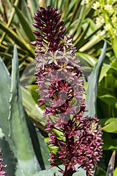 Eucomis comosa `Oakhurst`