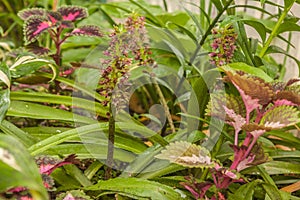 Eucomis Leia  in garden
