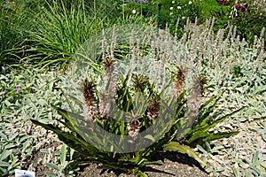 Eucomis pallidiflora subsp. pole-evansii blooms in July. Potsdam, Germany
