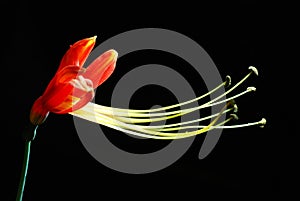 Eucrosia bicolor photo