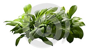 Eucrosia bicolor leaves, Green shrubs isolated on white background with clipping path photo