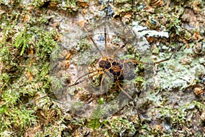 Eucynortula albipunctata, species of arachnids. Tortuguero, Costa Rica wildlife. photo