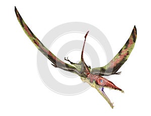 Eudimorphodon flying prehistoric reptile, photorealistic representation. Dynamic view.