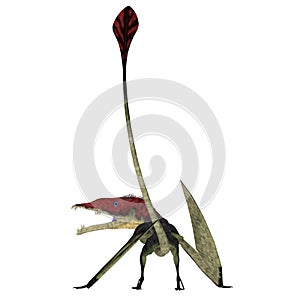 Eudimorphodon Pterosaur Tail