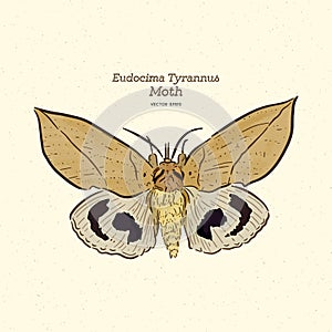 Eudocima tyrannus is a moth of the family Erebidae. hand draw sketch vector