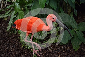 Eudocimus ruber, Ibis escarlata,  scarlet ibis photo