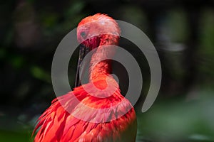 Eudocimus ruber. The scarlet ibis