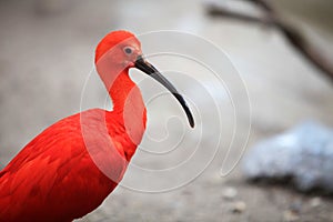 Eudocimus Ruber - Scarlet Ibis