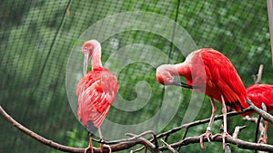 Eudocimus ruber on tree branch. Four bright red birds Scarlet Ibis
