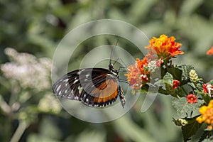 Eueides isabella butterfly photo
