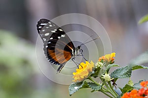 Eueides isabella butterfly photo