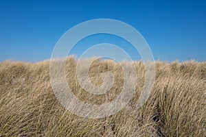 Eueopean beachgrass waving in the wind against a blue sky