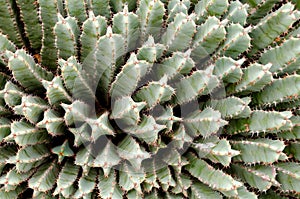 Euforbia at Montjuic Cactus Park at Barcelona photo