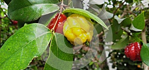 Eugenia uniflora fruit photo