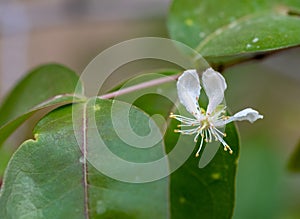 Eugenia uniflora,or pitanga, Suriname cherry, Brazilian cherry, Cayenne cherry photo