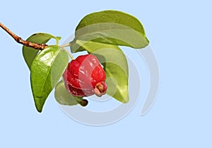 Surinam Cherry berries n summer photo