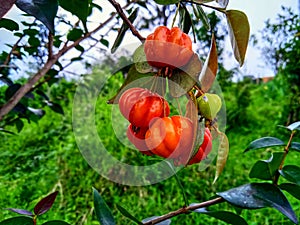 Eugenia uniflora on tree.